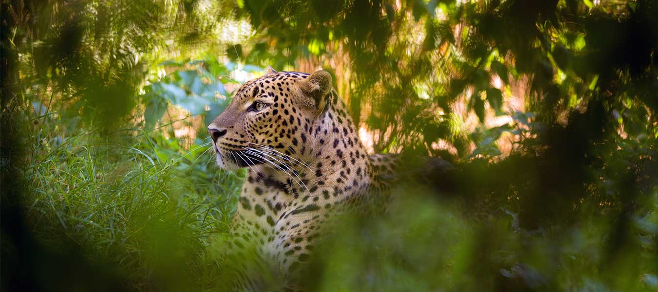 Yala NP-Sri Lanka.jpg